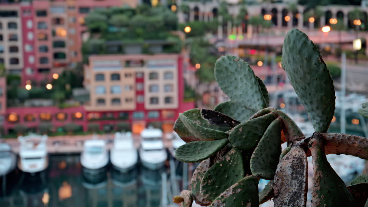 Close up of a cactus with a view of boats docked in the Port de Fontvieille with the skyline of Monaco on the background in the evening