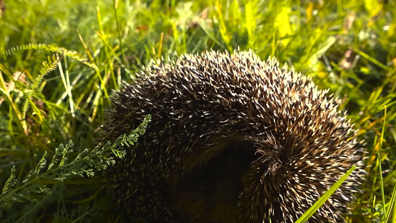 Low angle closeup of wild hedgehog rolled into spiny ball, tucking in the face. Sleeping sideways, spines gently shift in lush green grass on sunny day. Blurry sunlit blades of grass in the background