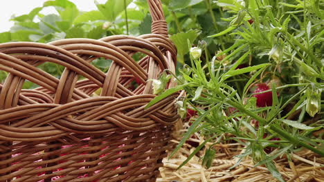 Cesta-Puesta-En-El-Suelo-En-El-Campo-De-Fresas-Frescas,-Close-up