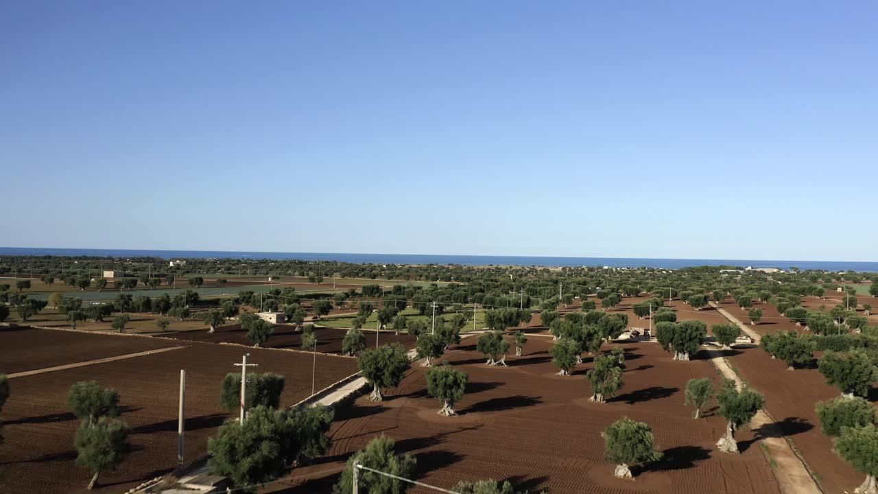 En drone stiger op fra lav til høj højde over olivenlunde i Apulien, der afslører uendelige mønstre af lunde og et varmt middelhavslandskab. Europa, Italien, Apulien.