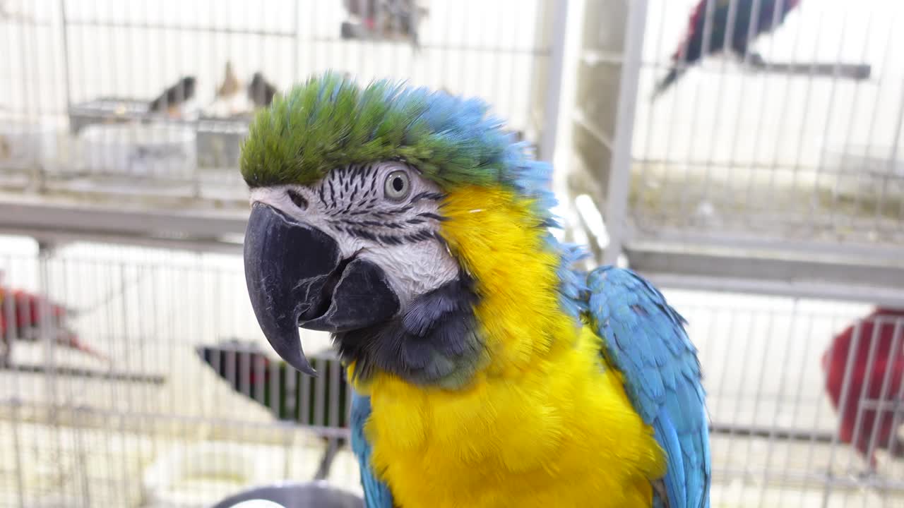 el colorido loro guacamayo en una jaula