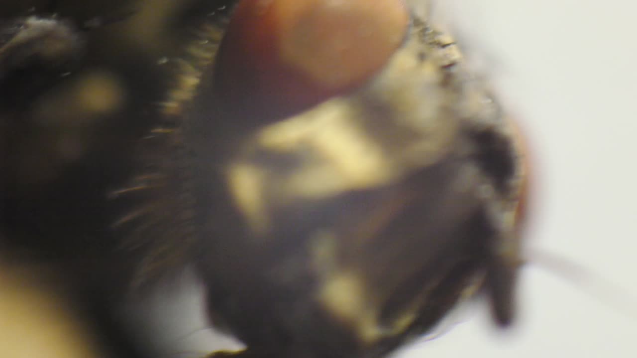 imagen borrosa y vuelo de primer plano