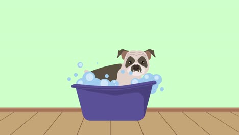 dog in bathtub bath time animation