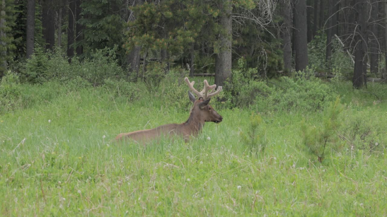 Caribou sitting in a grassy meadow with just its head visible above the tall grass in Banff National Park.