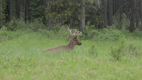 caribou sitting in a grassy meadow with just its head visible above the tall grass in banff national park.
