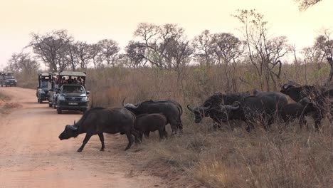 people in jeeps watching a herd of buffalo crossing the road in africa's kruger national park