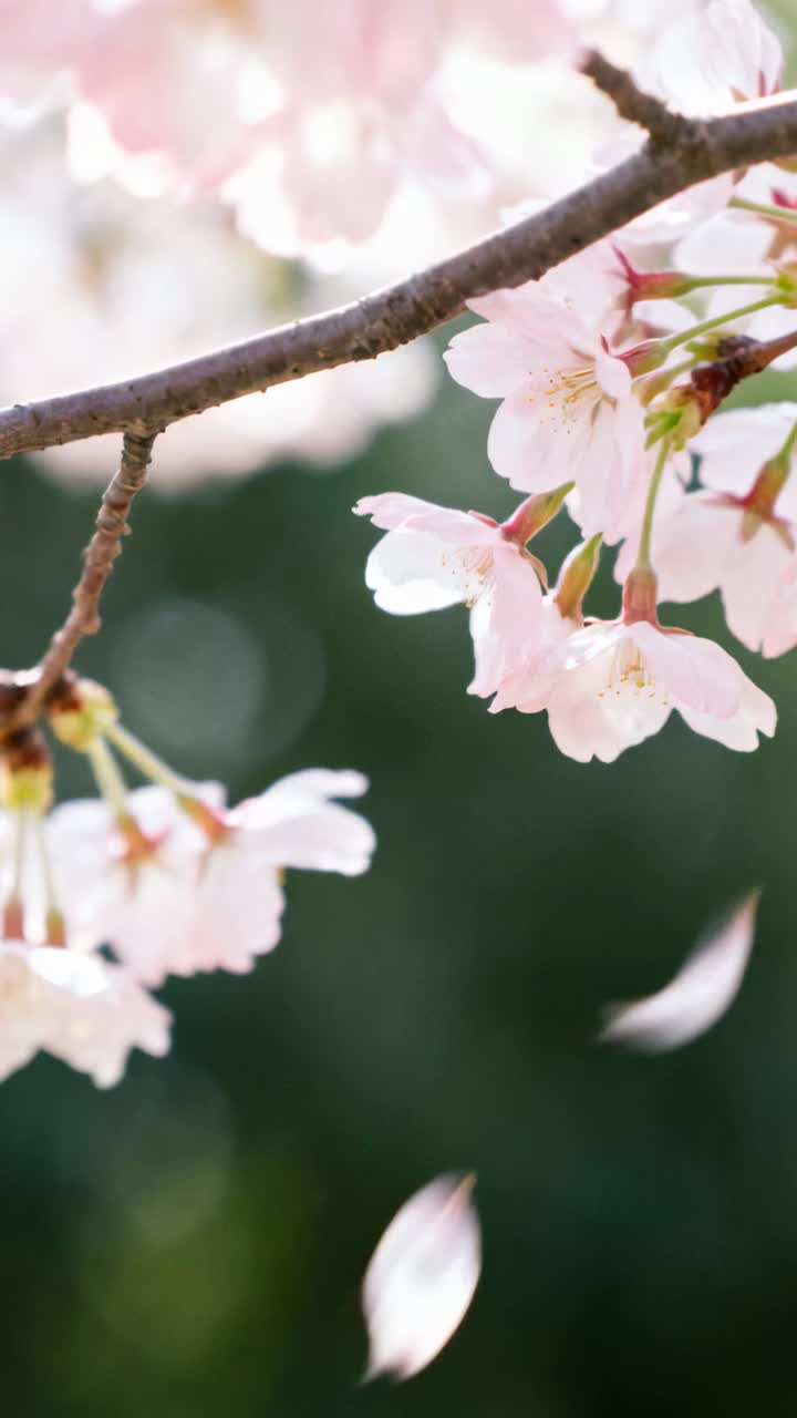 Vertical video: Detaching petal drifting down past pale pink blossoms on branch in park, breeze