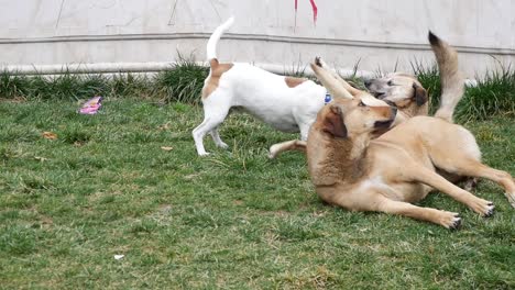 two dogs playing in a park