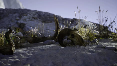 remains of a horned animal amidst wild grasses in a serene landscape