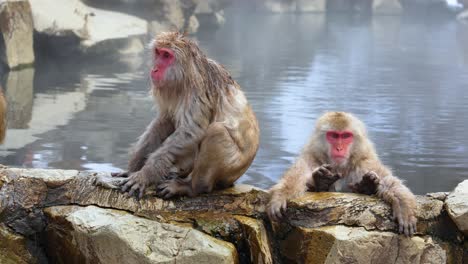 Japanese-Macaques-in-Yamanouchi-Jigokudani-monkey-park-sit-on-rocks-at-hot-spring-as-person-takes-photo-on-smartphone,-Japan