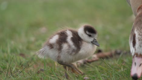 baby ducklings feeding in grass