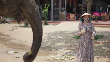 woman feeding an elephant in vietnam