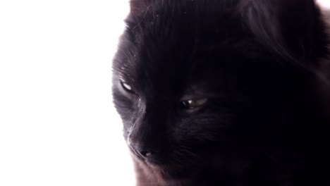 Close-up-of-black-kitten-looking-around-and-falling-asleep