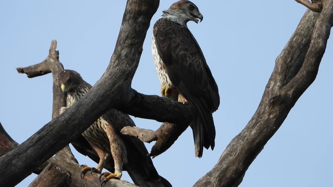 águilas esperando orar uhd mp4 4k video