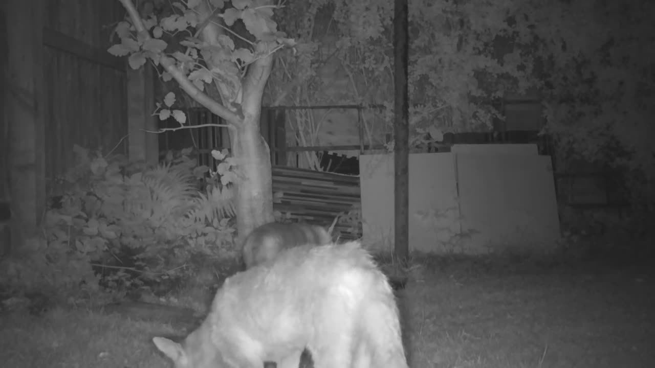 un zorro urbano entra en escena y busca comida