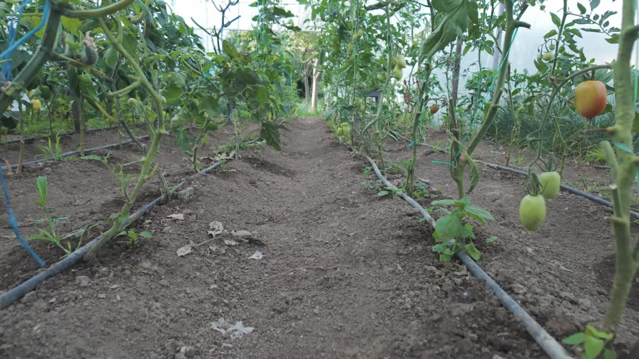 Slow motion footage of ripening tomatoes and vegetables in a Romanian greenhouse garden