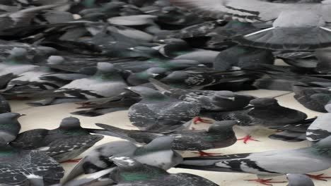 a flock of pigeons flying and eating on a street