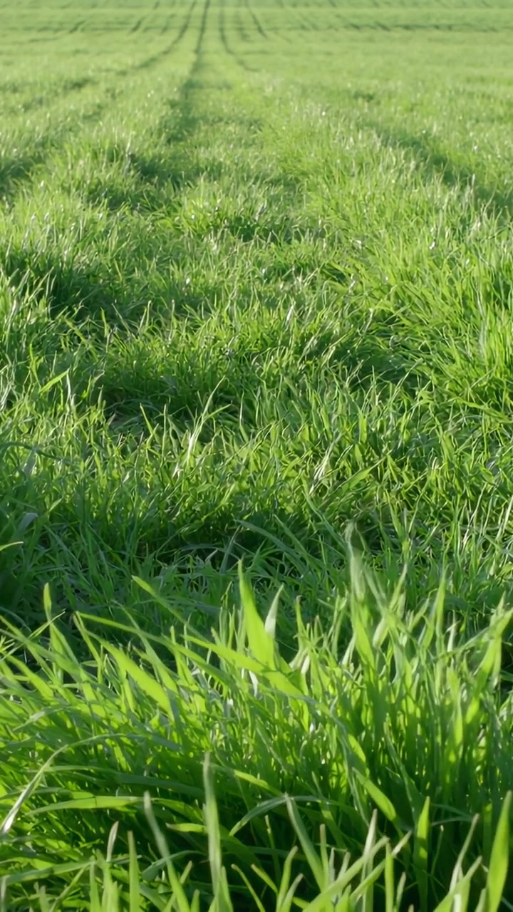 Video verticale: Telecamera in movimento che rivela solchi centrali di pneumatici fino all'orizzonte in un campo, mostrando un ciuffo d'erba verde.