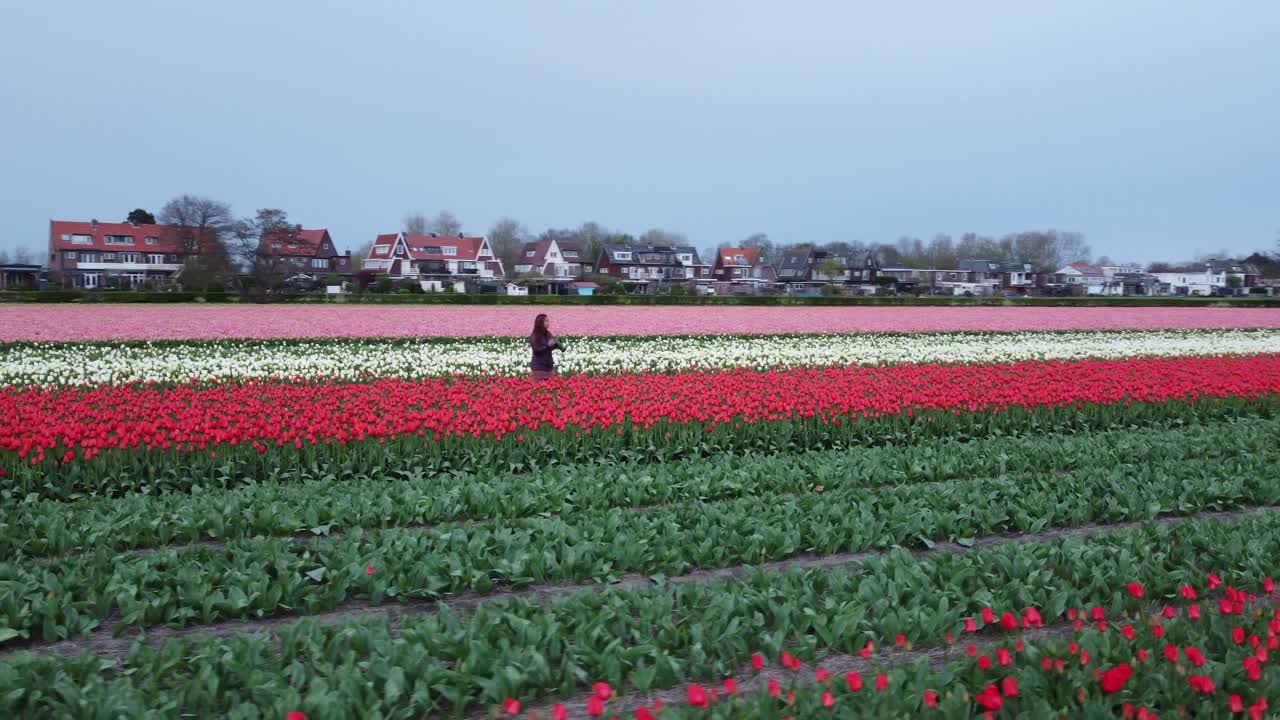 Woman with a camera in the middle of colorful tulip garden at Netherlands
