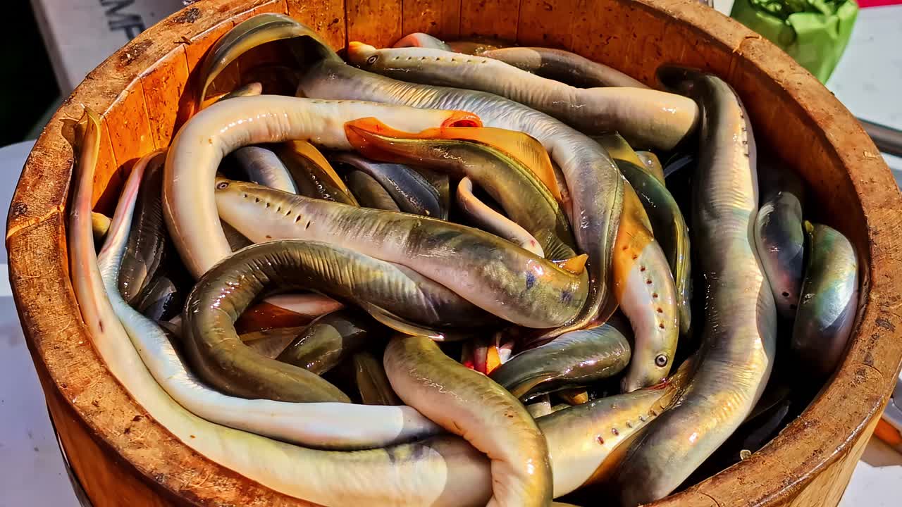Bucket of Lampreys