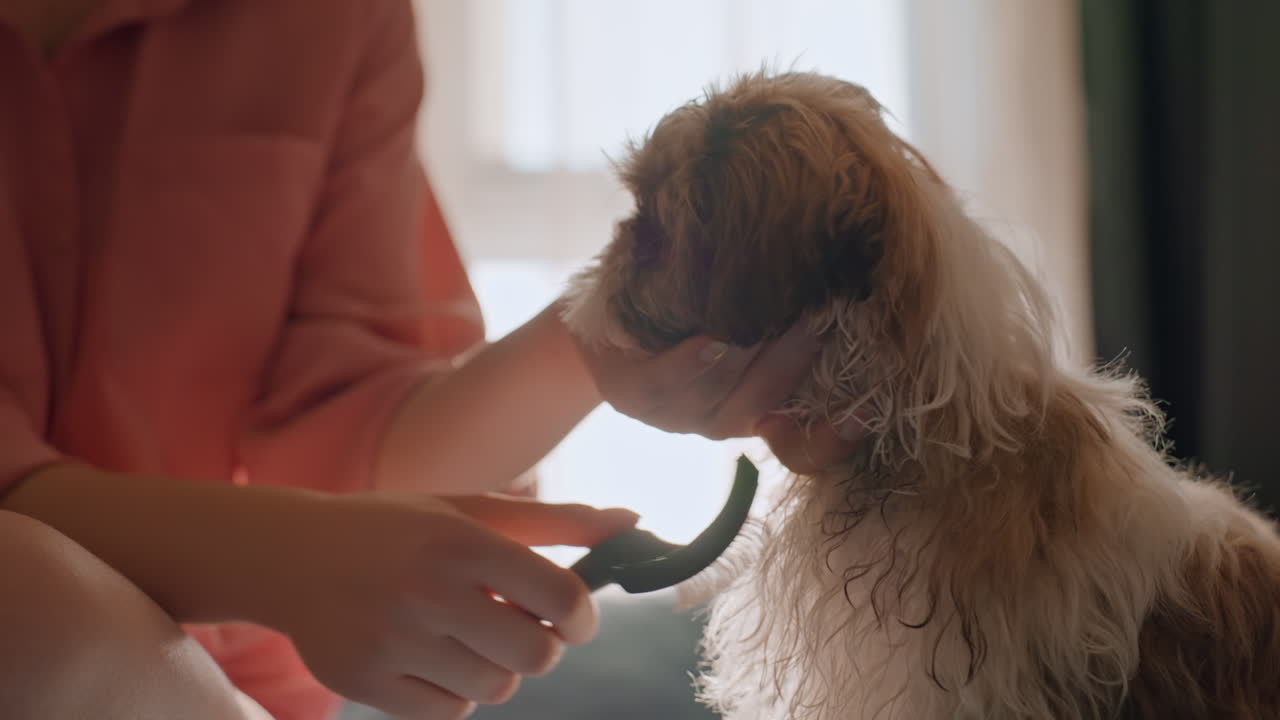 Dog Tooth Brushing, Owner Gently Brushes Puppy Teeth, Brushing Puppy Teeth To Ensure Oral Health, Maintaining Puppy Oral Hygiene Through Careful Brushing And Gentle Owner Support To Keep Calm