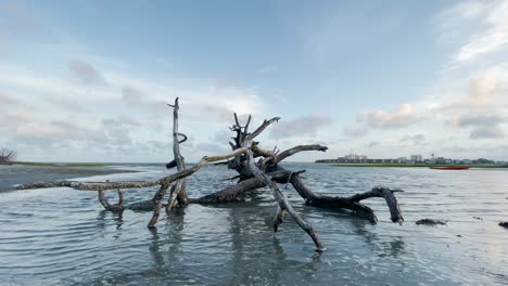 Ghost-tree-calm-during-high-tide