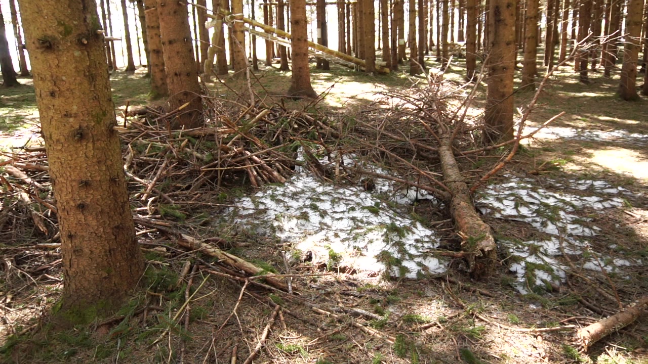 針葉樹林の地面に散らばる落ち枝や破片が、高くそびえる針葉樹の間に残る溶けかけた雪に覆われている地上からのショット