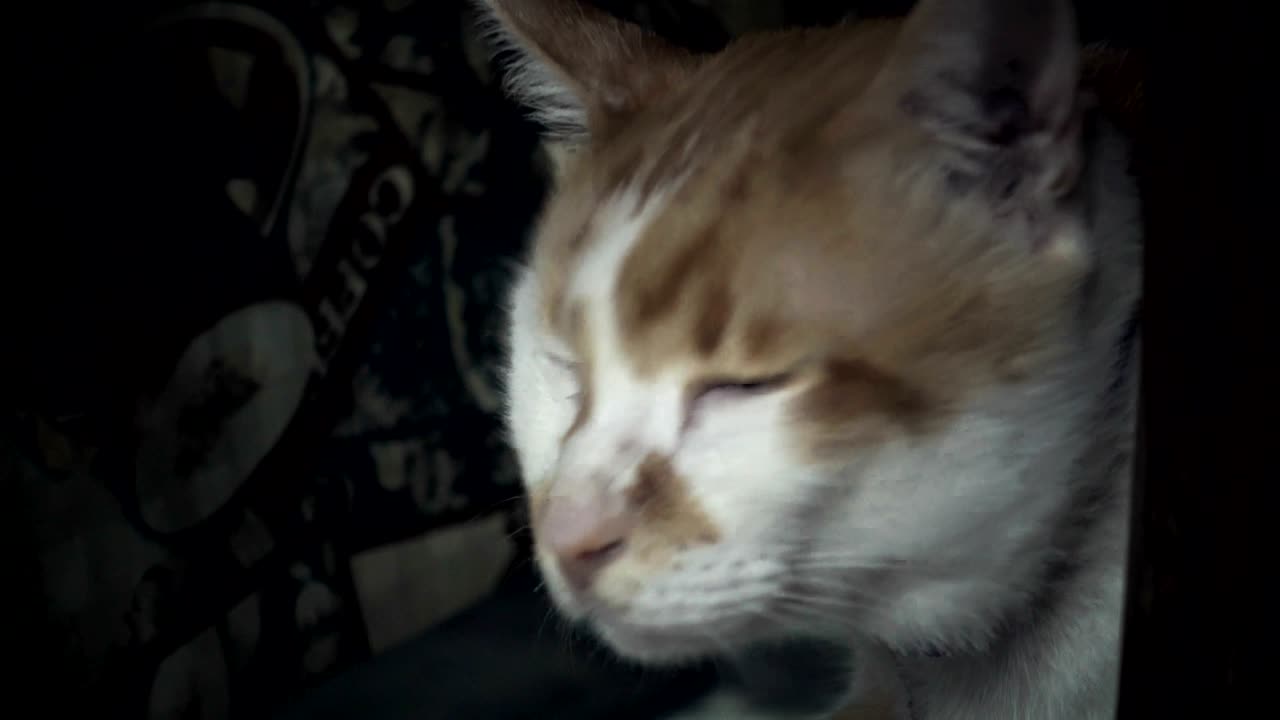 Gato doméstico está debaixo da mesa procurando algo e assustado.