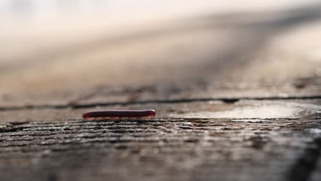 close up a litle millipede walking on cement concrete. millipedes are a group of arthropods that are characterised by having two pairs of jointed legs on most body segments. millipedes are worm­like insects with numerous legs.