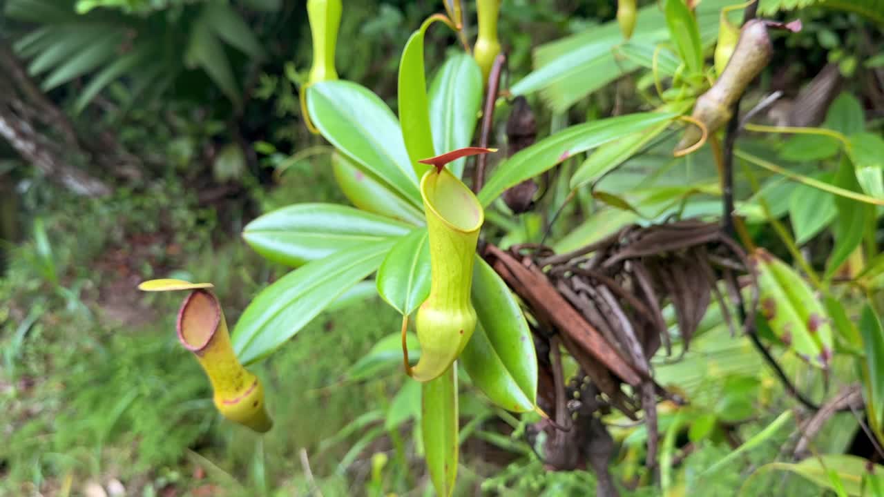 Vídeo de planta jarro com foco e sem foco em trilha natural, Mahe, Seychelles 25fps