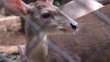 Hirsche-Aus-Nächster-Nähe-Im-Zoo