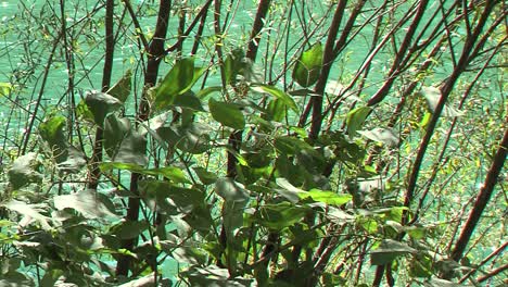 Zoom-out-shot-of-Japanese-knotweed-in-wind-by-river,-sunny-day