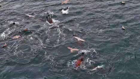 herd of sea lions in the pacific ocean