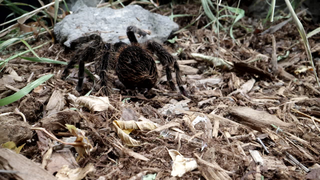바위로 걸어가는 타란툴라 - 소름끼치는 기어다니는 거미류