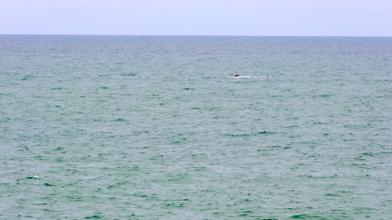 Active mating group in Atlantic waters of Walker Bay in Hermanus, telephoto