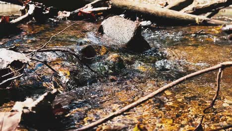 Agua-De-Riachuelo-Que-Fluye-Sobre-Rocas-Y-Palos-Durante-El-Otoño