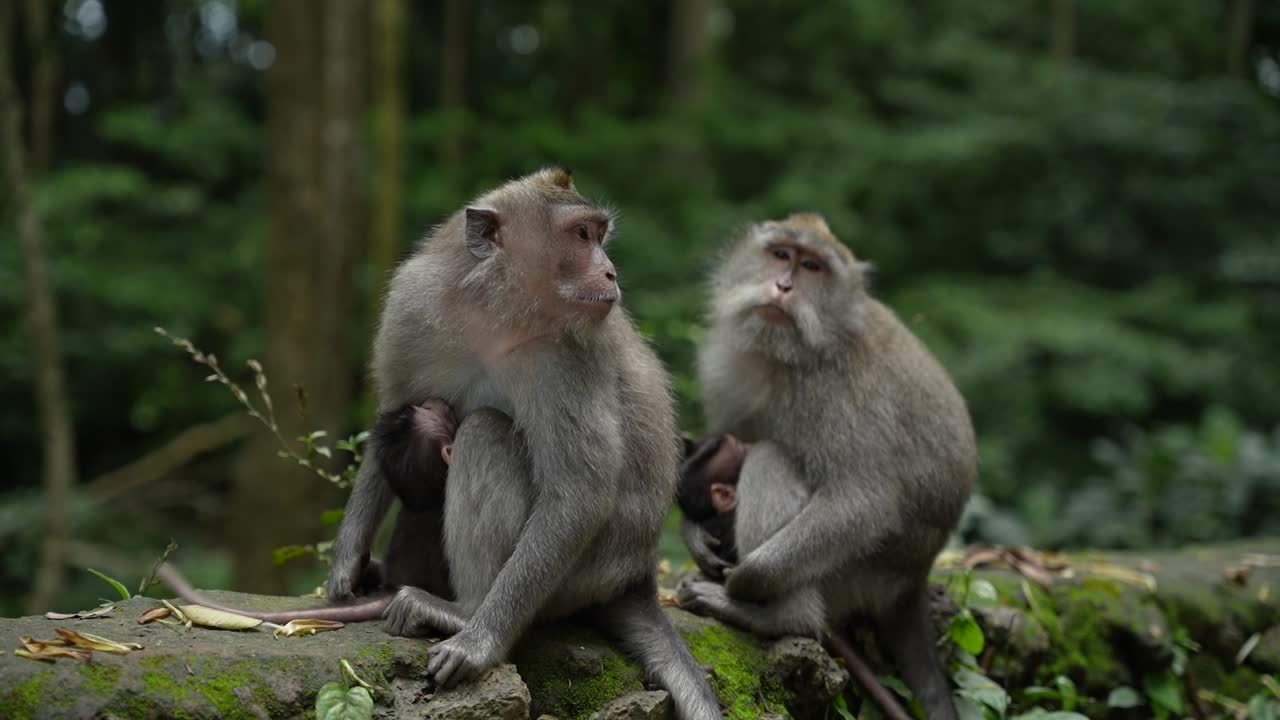 Mother monkey breastfeeding baby long tailed macaque and protecting it in its natural habitat in rainforest near Ubud, Bali in Indonesia