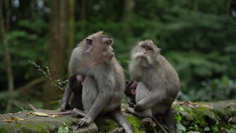 Mother-monkey-breastfeeding-baby-long-tailed-macaque-and-protecting-it-in-its-natural-habitat-in-rainforest-near-Ubud,-Bali-in-Indonesia