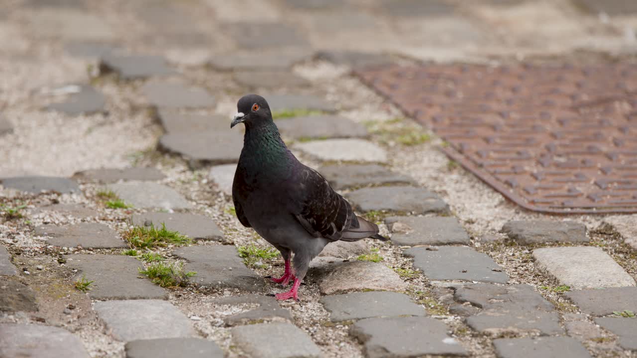 Single pigeon walks across cobblestone pavement in daylight, camera follows with steady medium shot