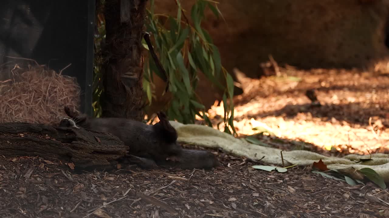 숲 동물원 안에서 돌아다니는 수달
