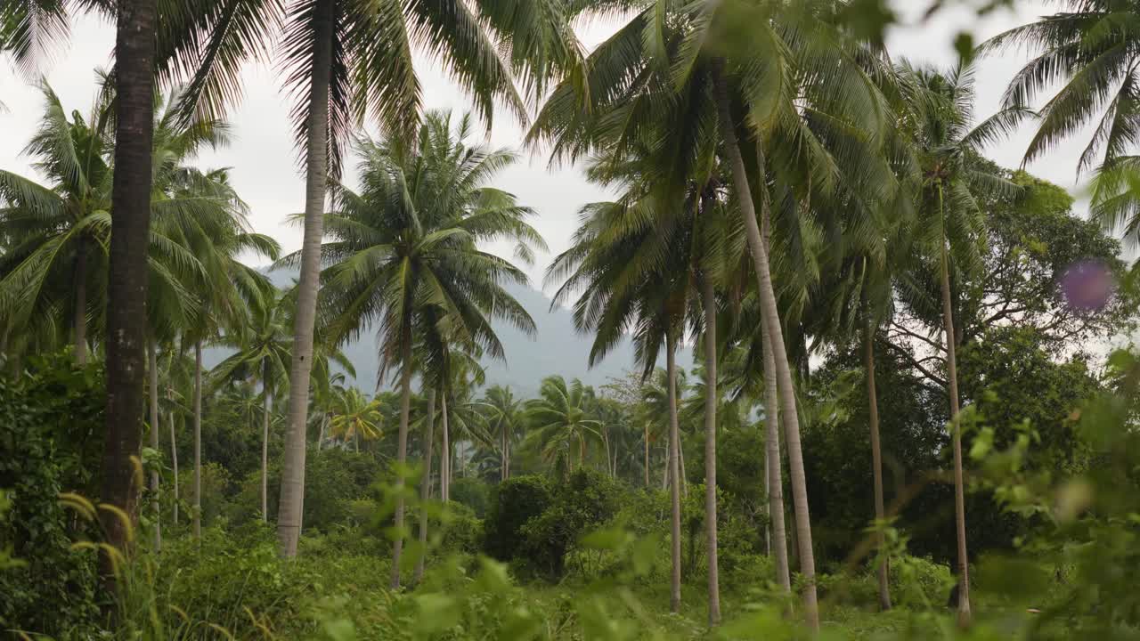Static shot of a jungle with palm trees blowing n the wind before a storm