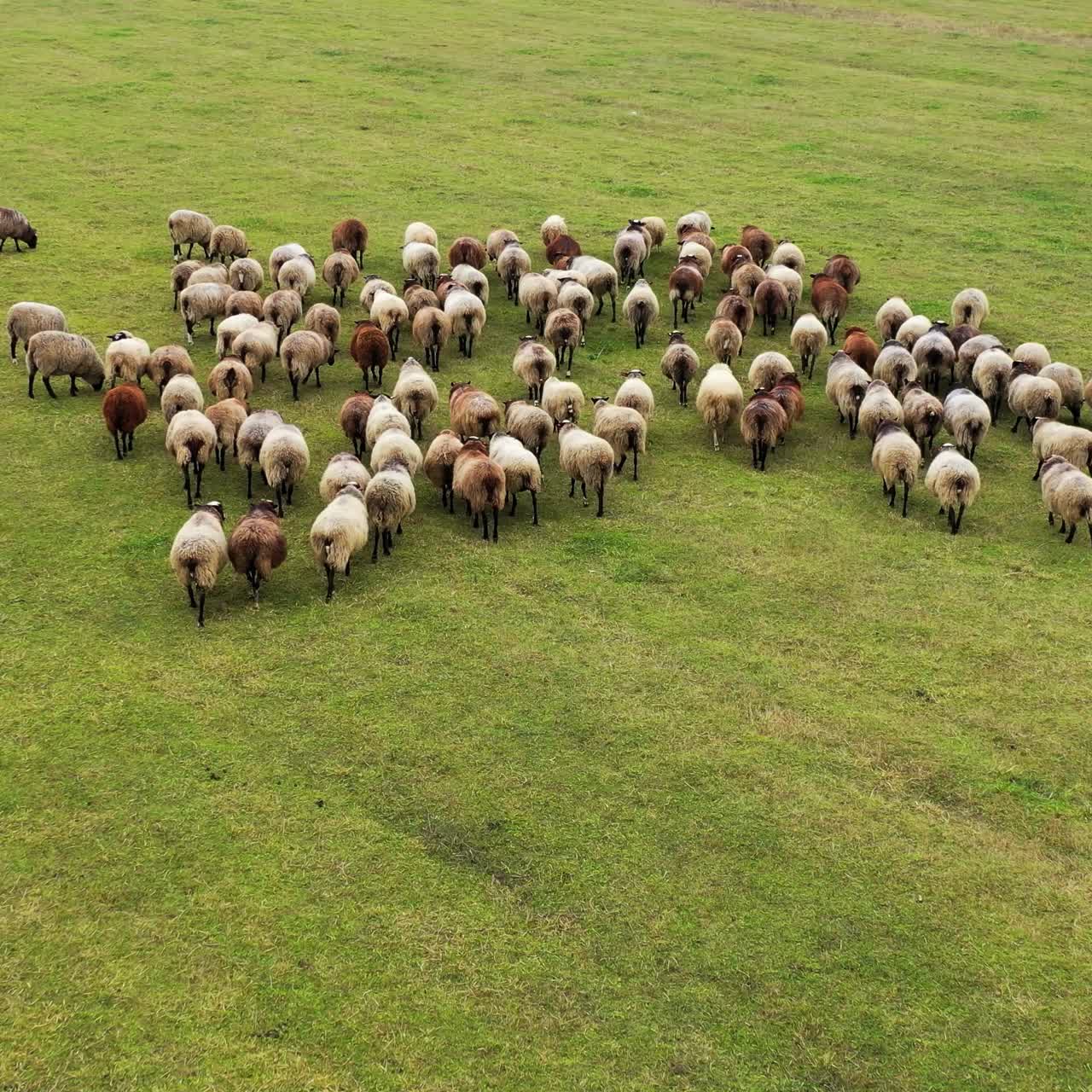 Flock of sheep on green field background. Domestic animals on pasture. Sheep on a meadow. Livestock agriculture. Aerial view.