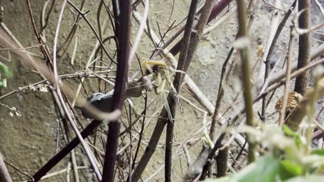 stick-insect-painfully-eats-another-insect-alive-and-sits-on-a-branch-with-it