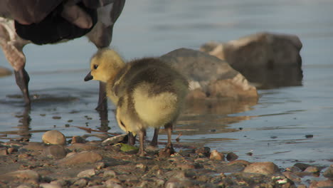 canadian goose and goslings pecking food over lakeshore