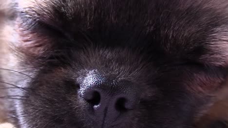 tiro muy ajustado extremo del perro spaniel tibetano que se va a dormir con un poco de movimiento ocular en el sueño
