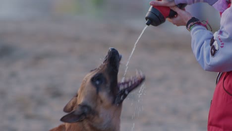 Trinkender-Schäferhund-Als-Haustier-Am-Strand,-Zeitlupen-Kinostil