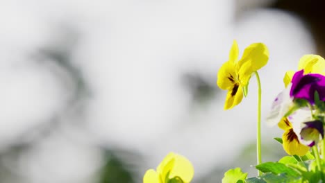 yellow and purple viola flowers moving softly in the summer breeze