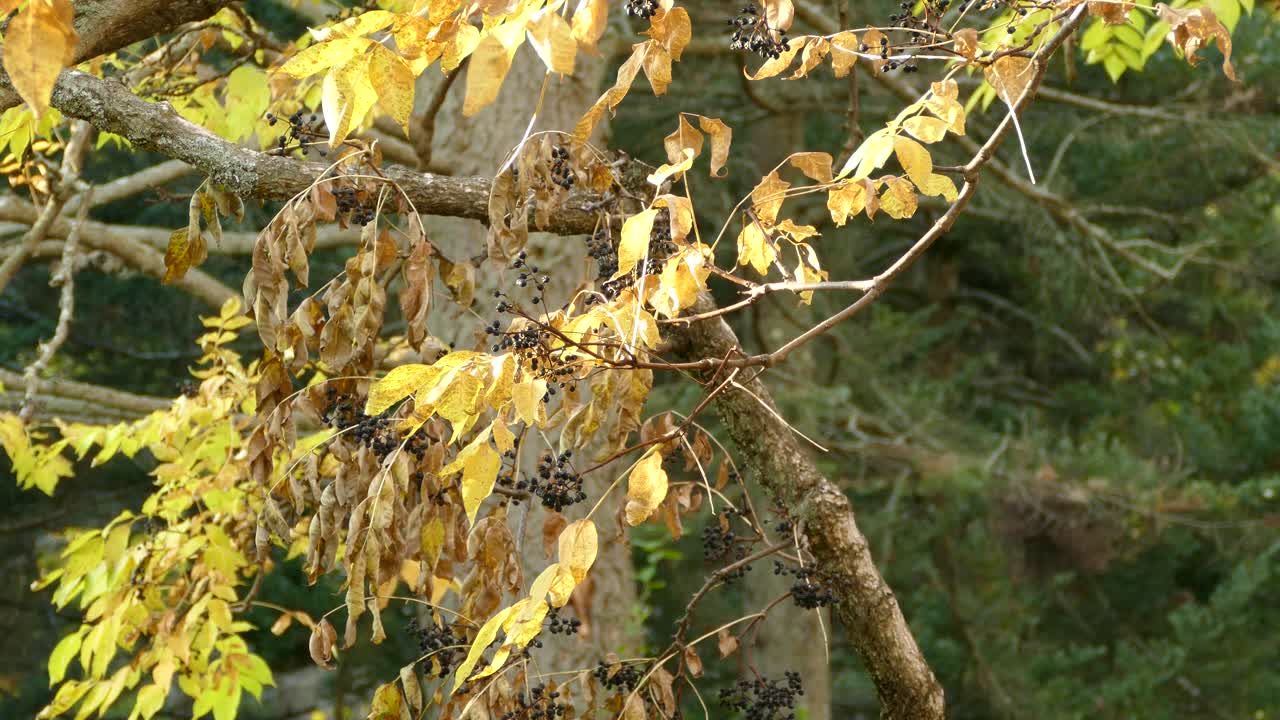 Golden Crowned Kinglet hopping around branch surrounded by yellow autumn leaves