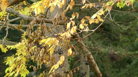 Golden-Crowned-Kinglet-hopping-around-branch-surrounded-by-yellow-autumn-leaves