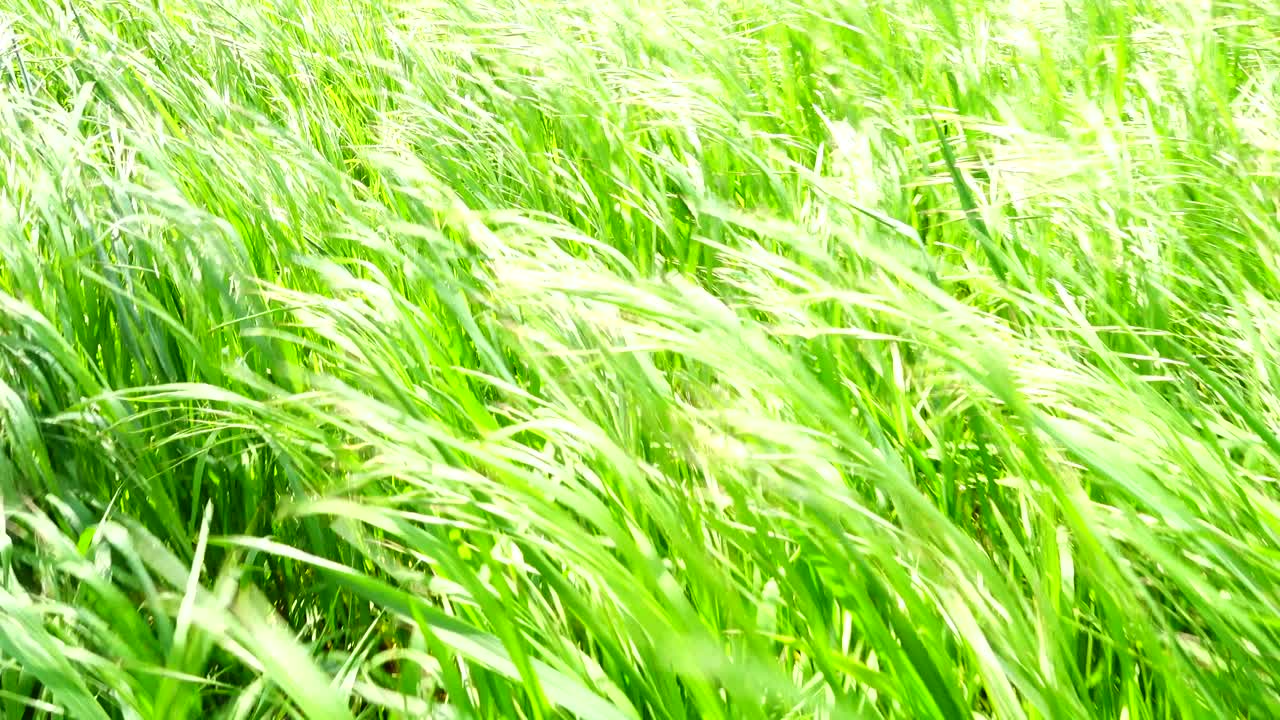 動きのある草の撮影